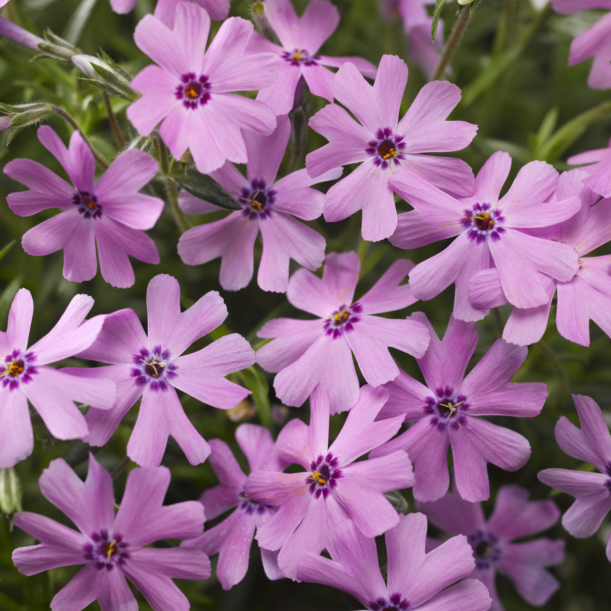 Phlox subulata 'Fort Hill'